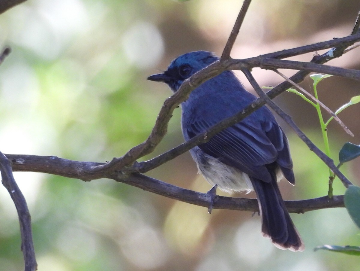 Dull-blue Flycatcher - ML637644615