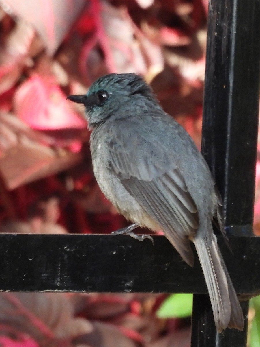 Dull-blue Flycatcher - ML637644616