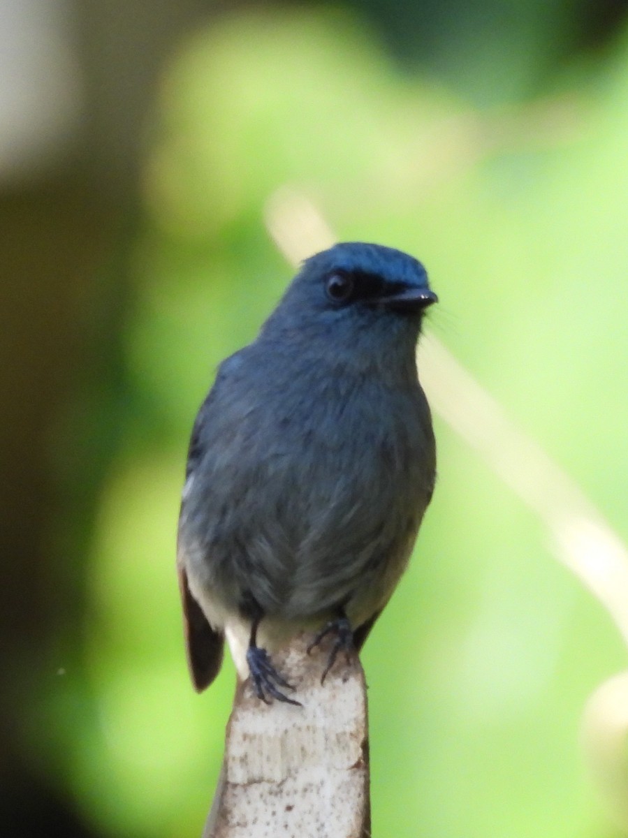 Dull-blue Flycatcher - ML637644617
