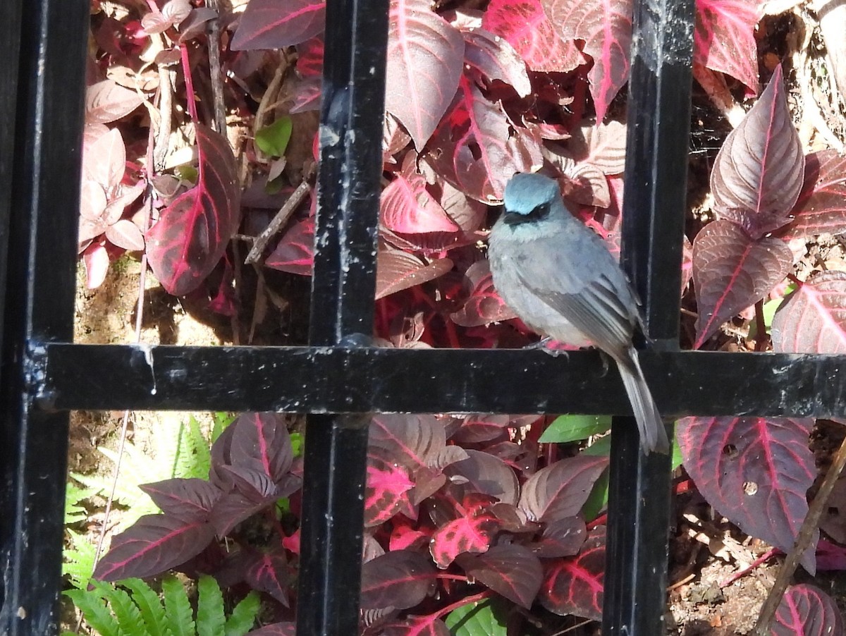 Dull-blue Flycatcher - ML637644618
