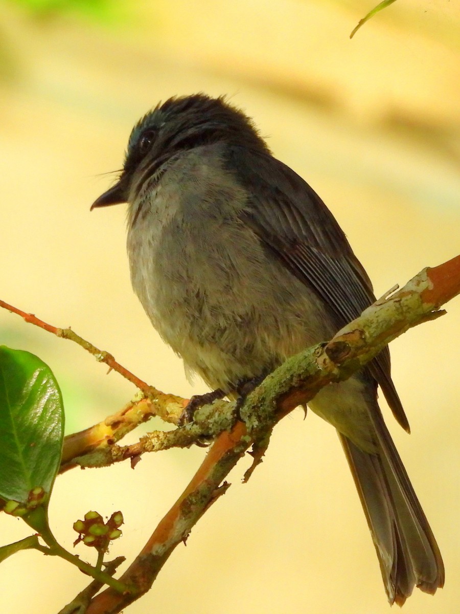 Dull-blue Flycatcher - ML637644619