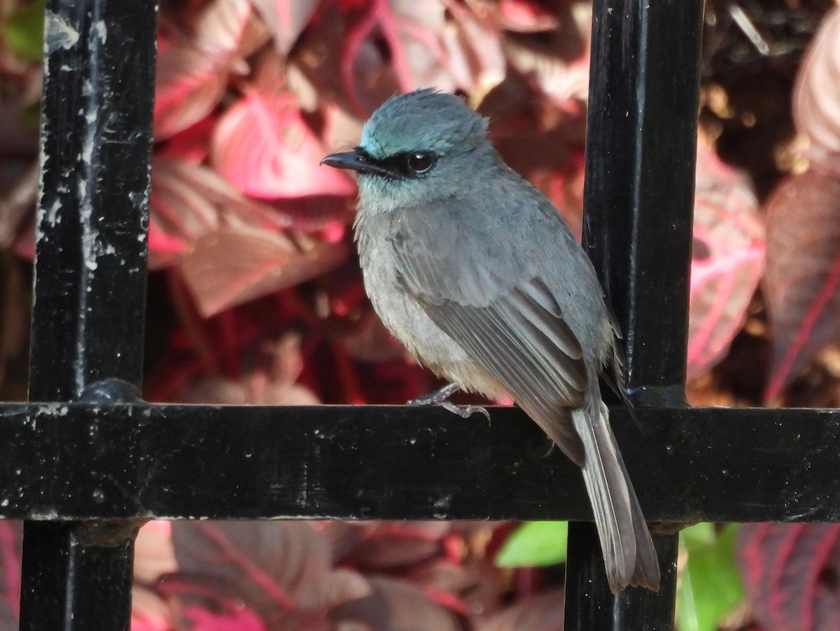 Dull-blue Flycatcher - ML637644620
