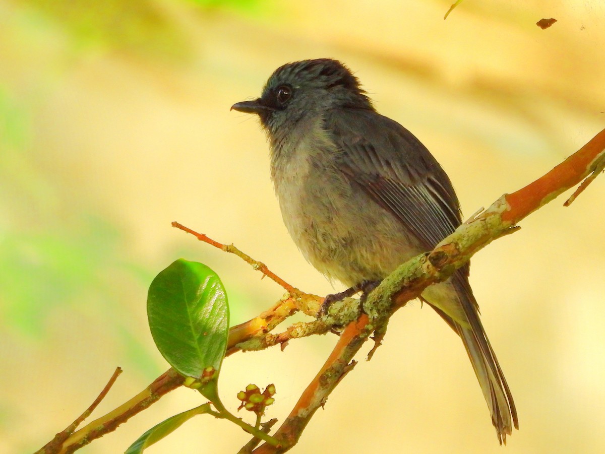 Dull-blue Flycatcher - ML637644621