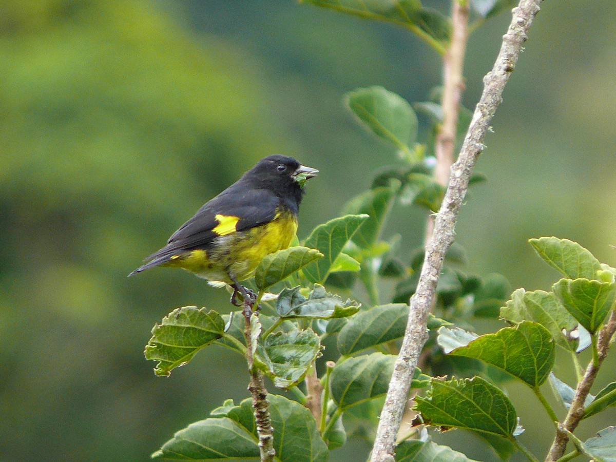 Yellow-bellied Siskin - ML637644624
