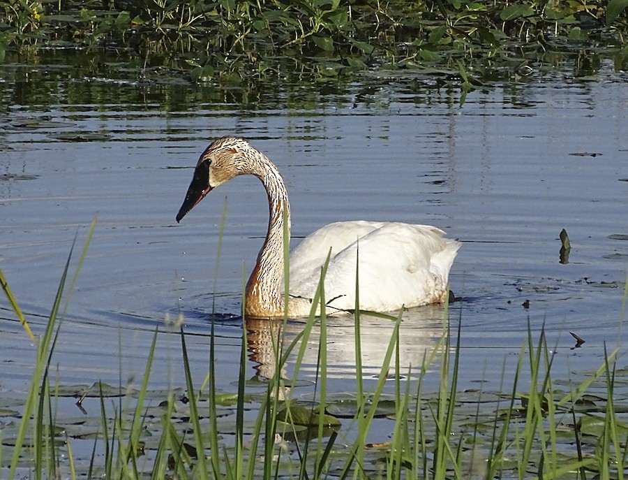 Trumpeter Swan - ML637644637