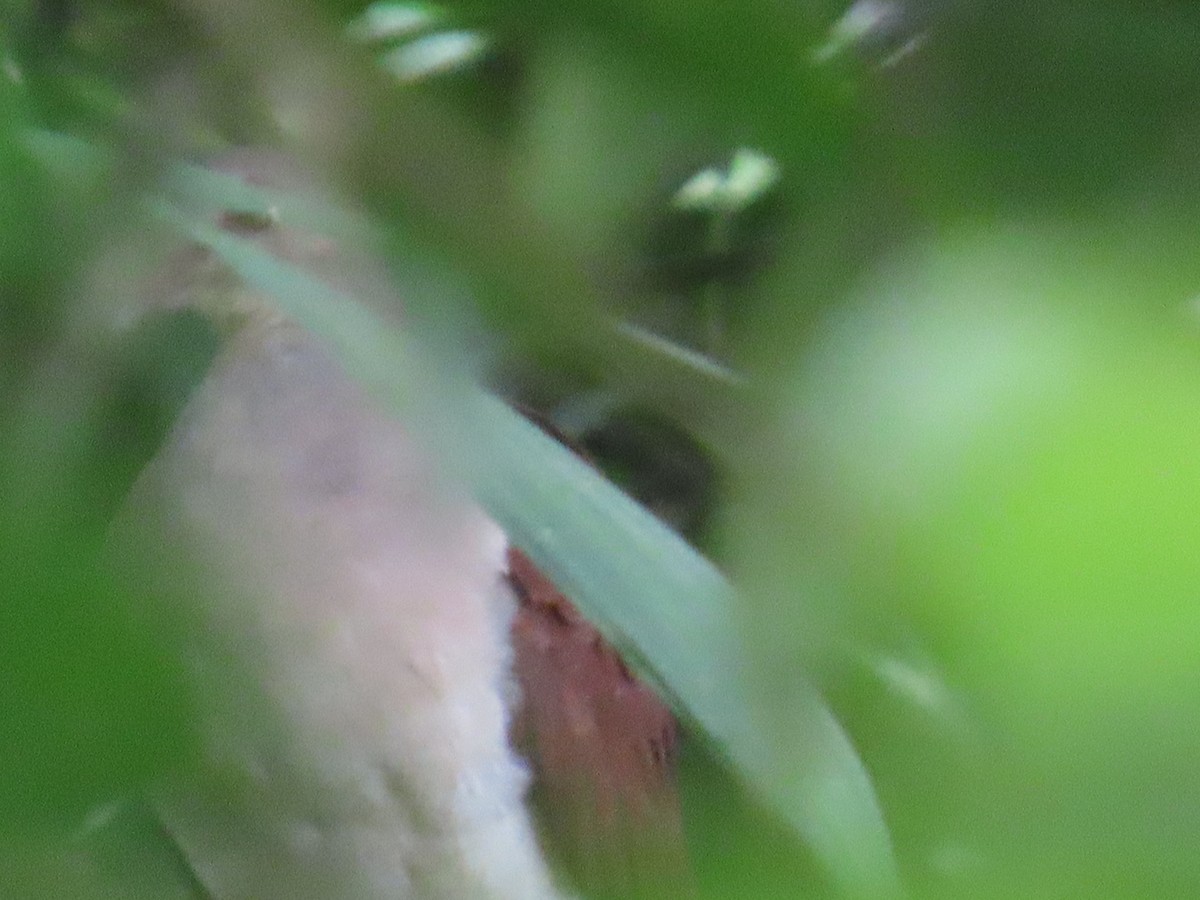 Violaceous Quail-Dove - ML637644662