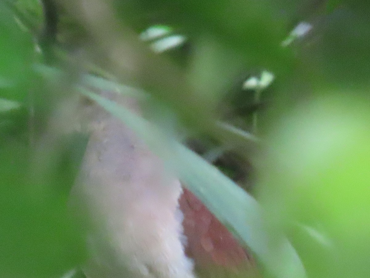 Violaceous Quail-Dove - ML637644663