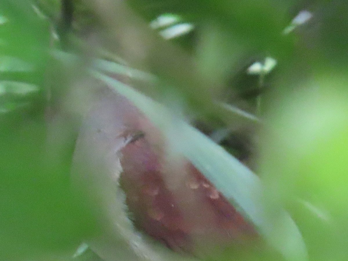 Violaceous Quail-Dove - ML637644664