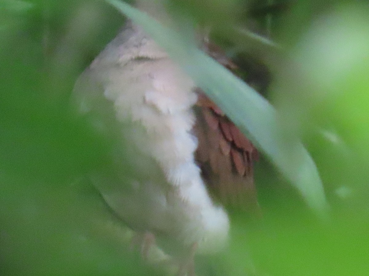 Violaceous Quail-Dove - ML637644666
