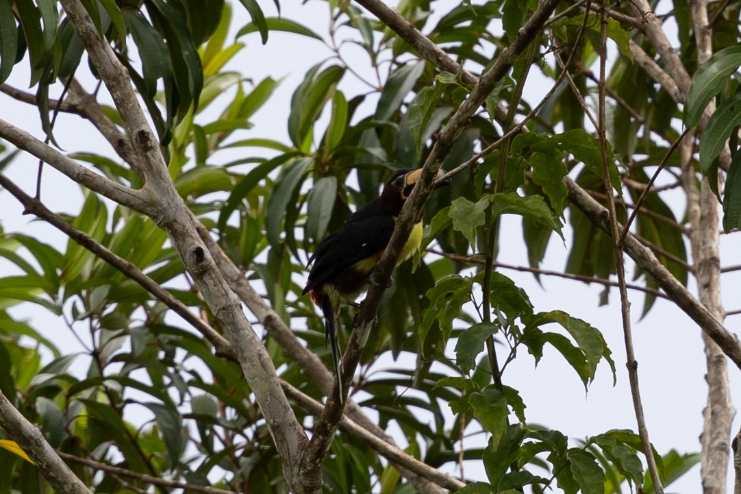 Lettered Aracari (Humboldt's) - ML637644758