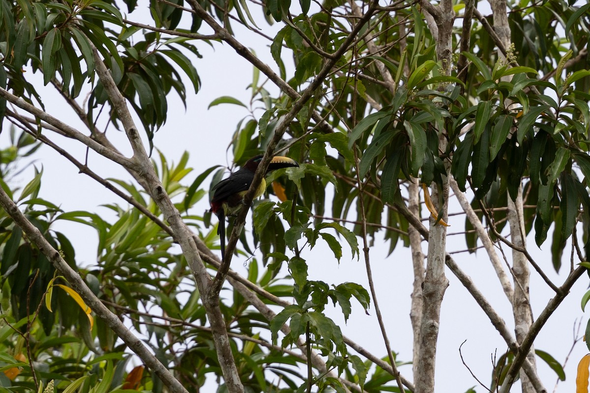 Lettered Aracari (Humboldt's) - ML637644759