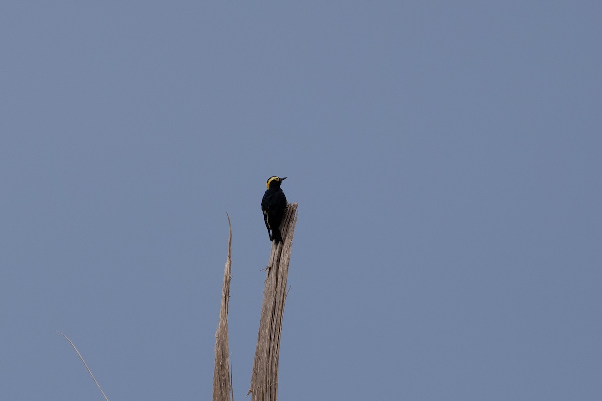 Yellow-tufted Woodpecker - ML637644764