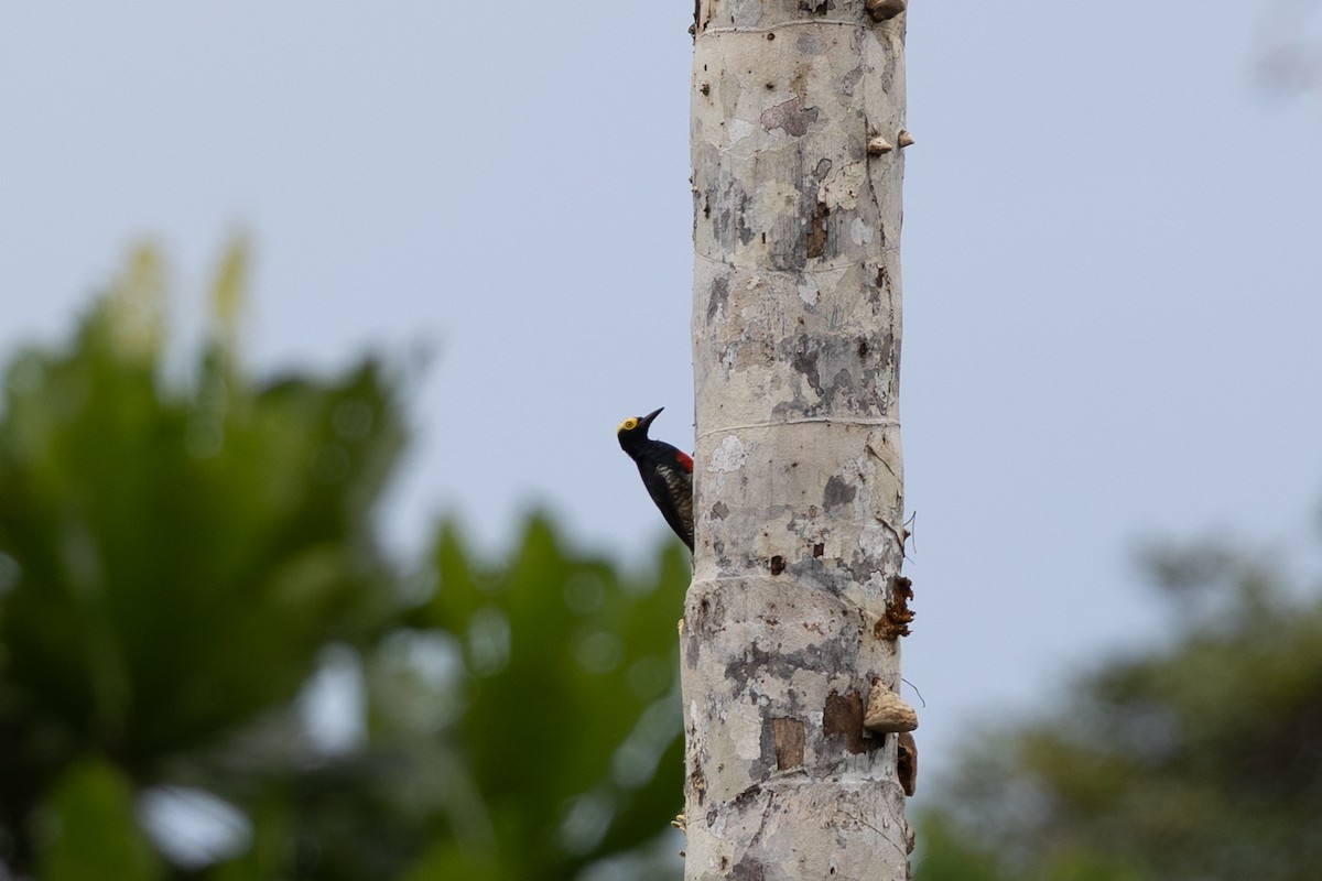 Yellow-tufted Woodpecker - ML637644771