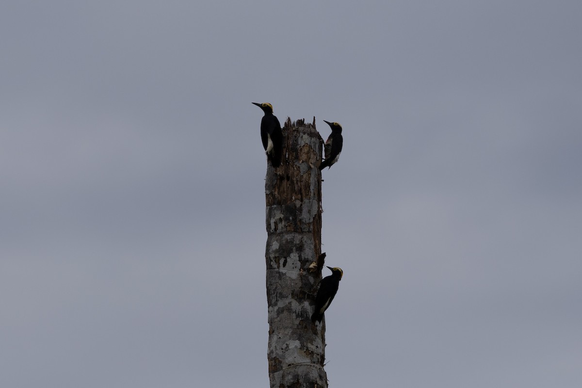 Yellow-tufted Woodpecker - ML637644773