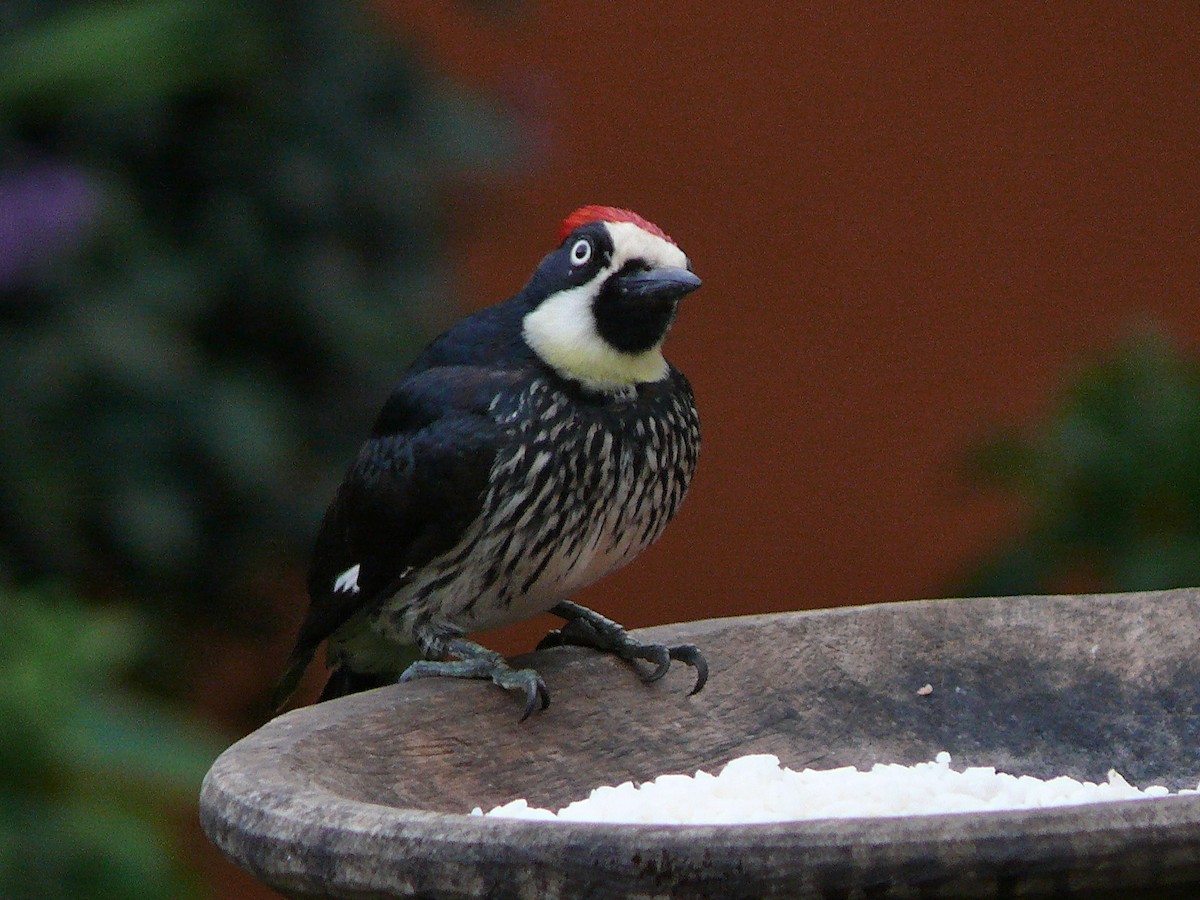 Acorn Woodpecker - ML637644777