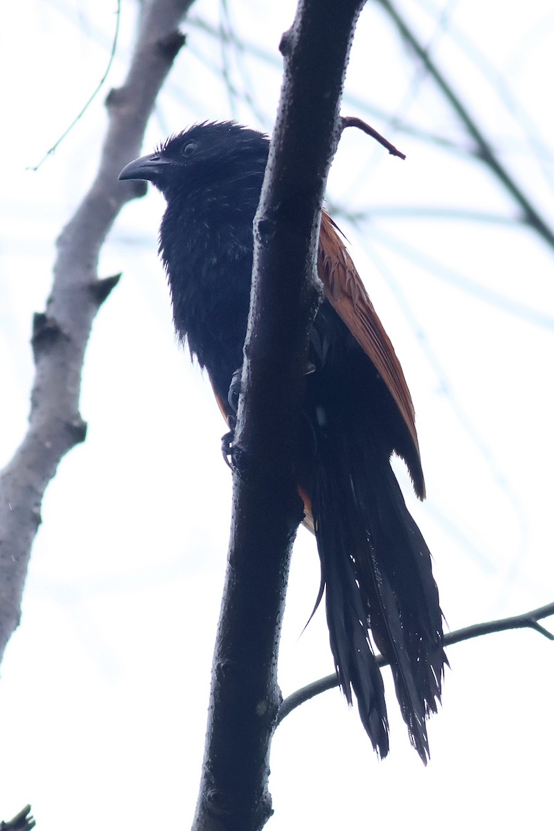 Lesser Coucal - ML637644826