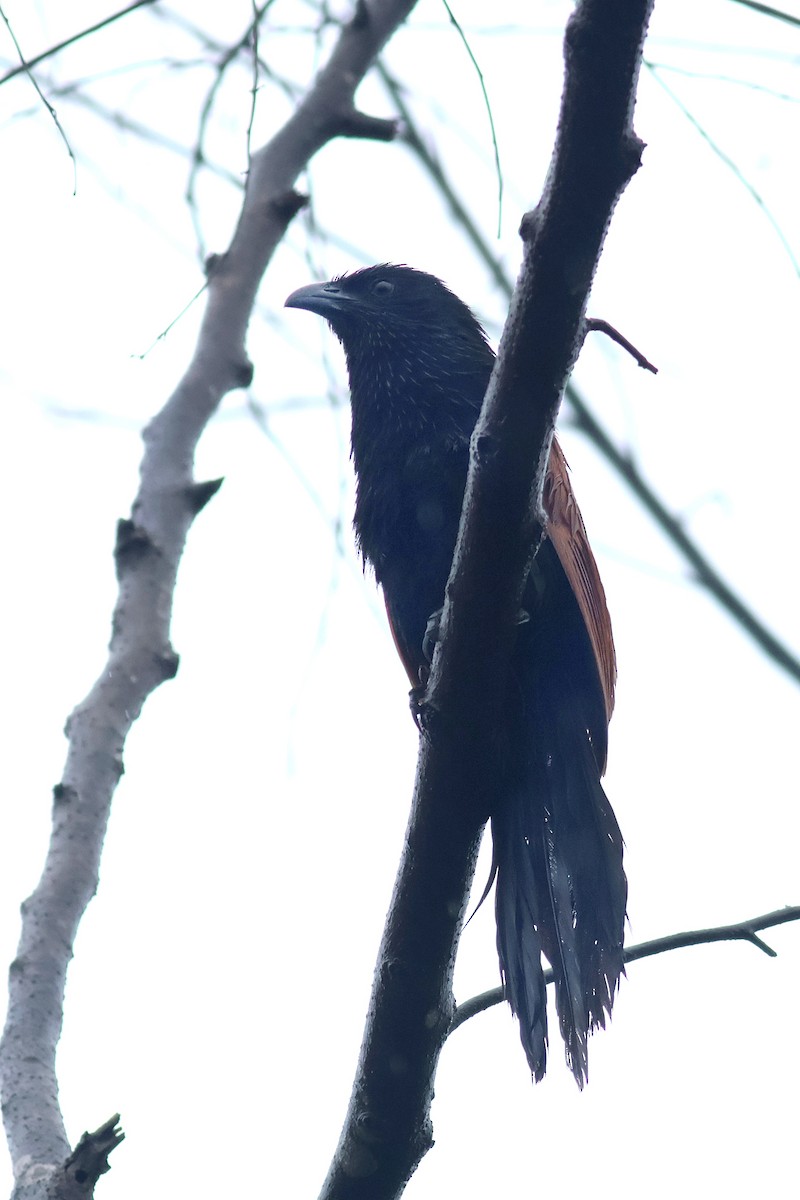 Lesser Coucal - ML637644827