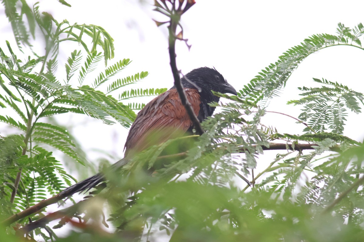 Lesser Coucal - ML637644828