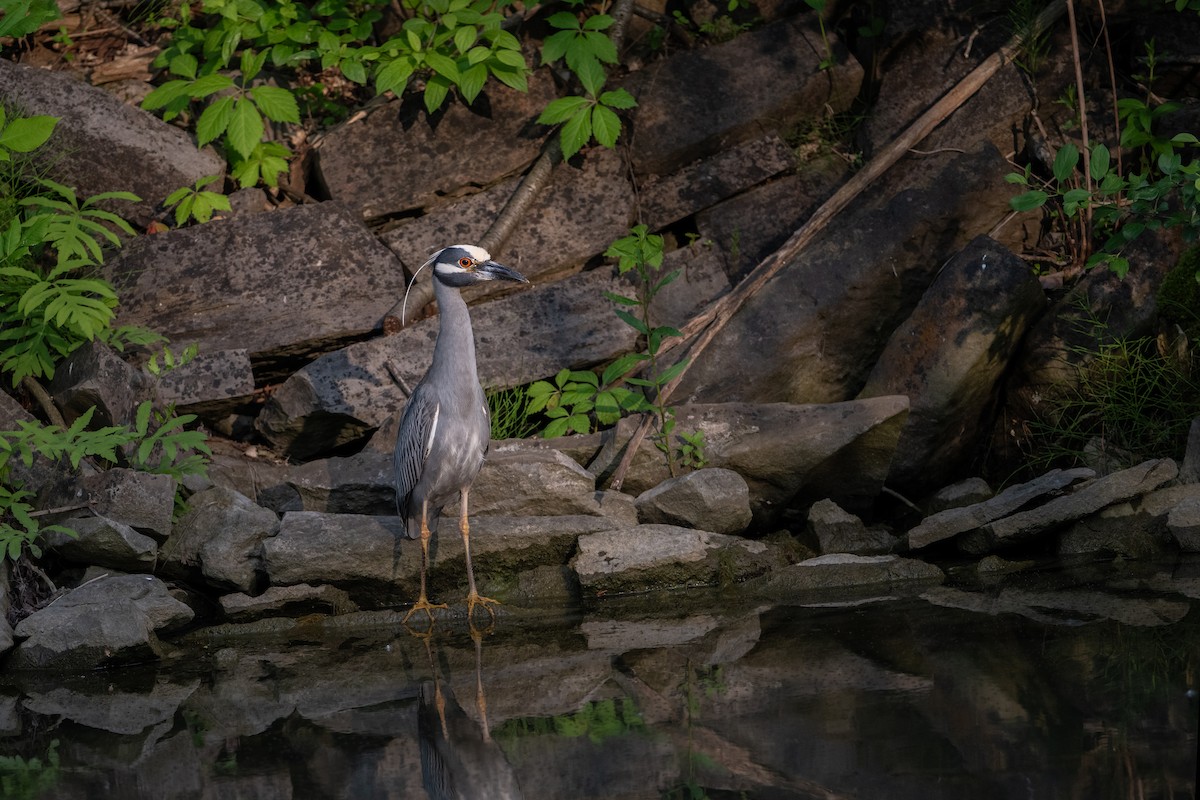 Yellow-crowned Night Heron - ML637644876