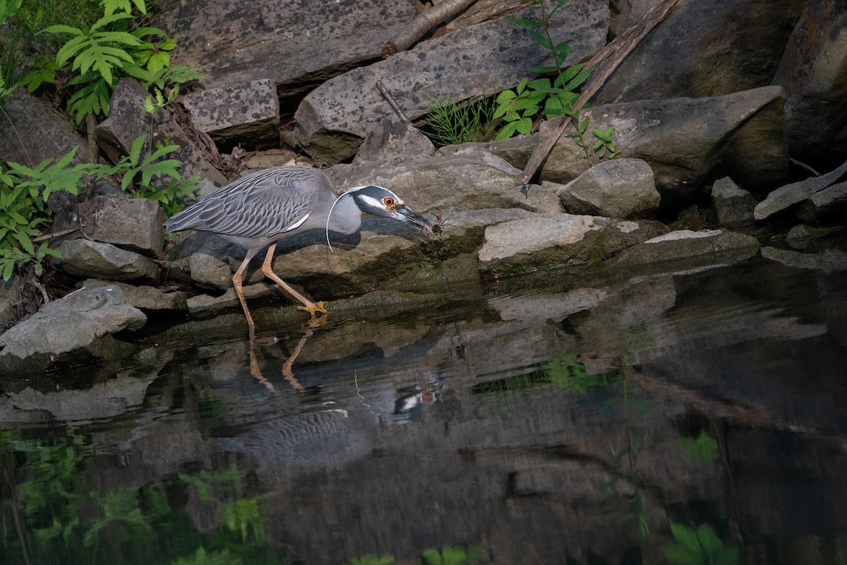Yellow-crowned Night Heron - ML637644908