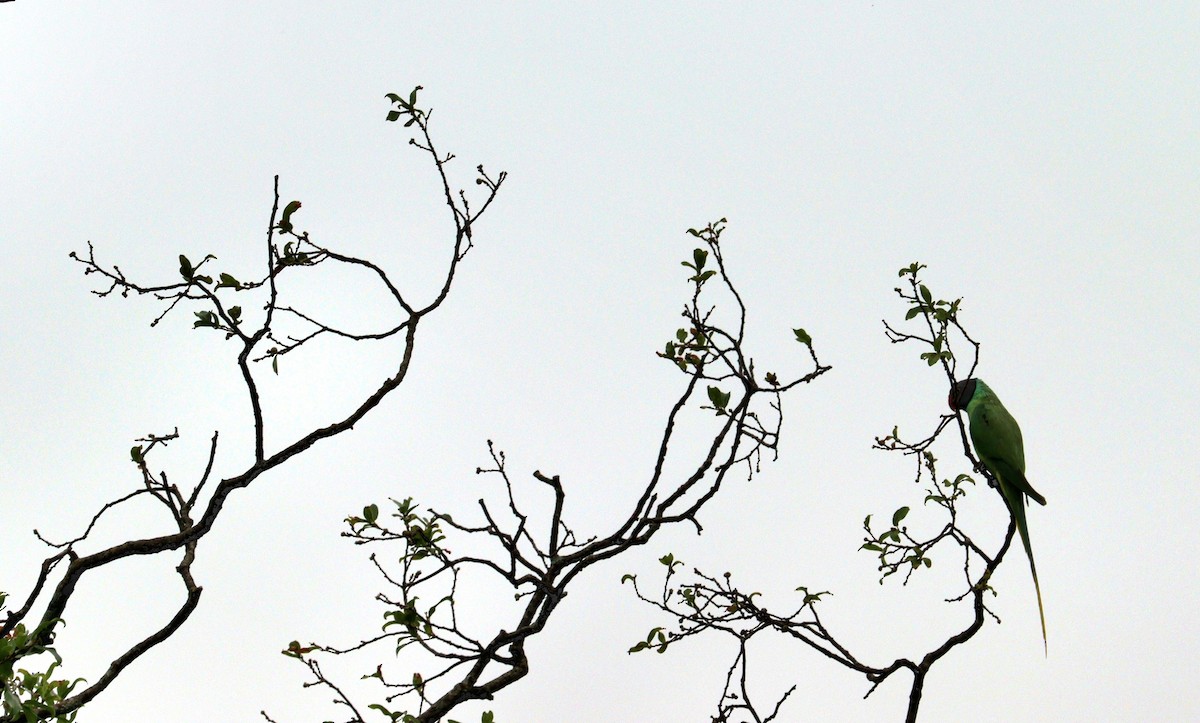 Slaty-headed Parakeet - ML637644932