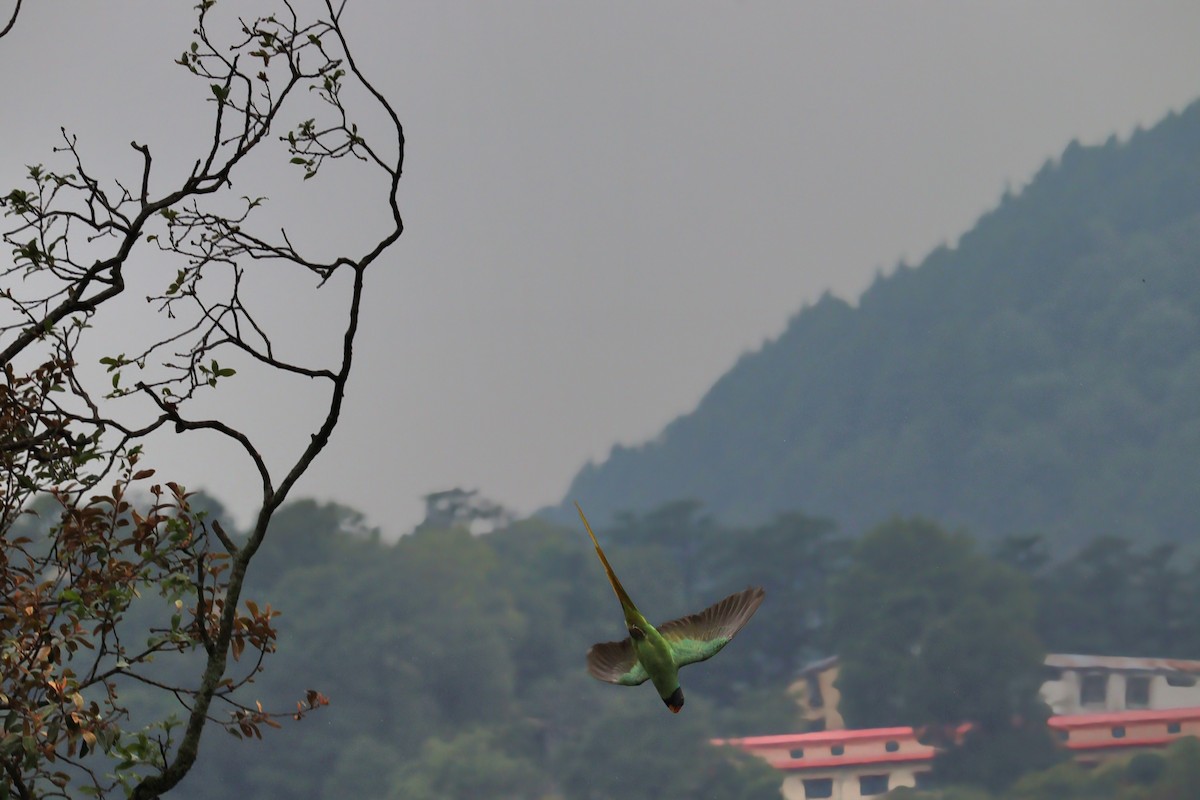 Slaty-headed Parakeet - ML637644933