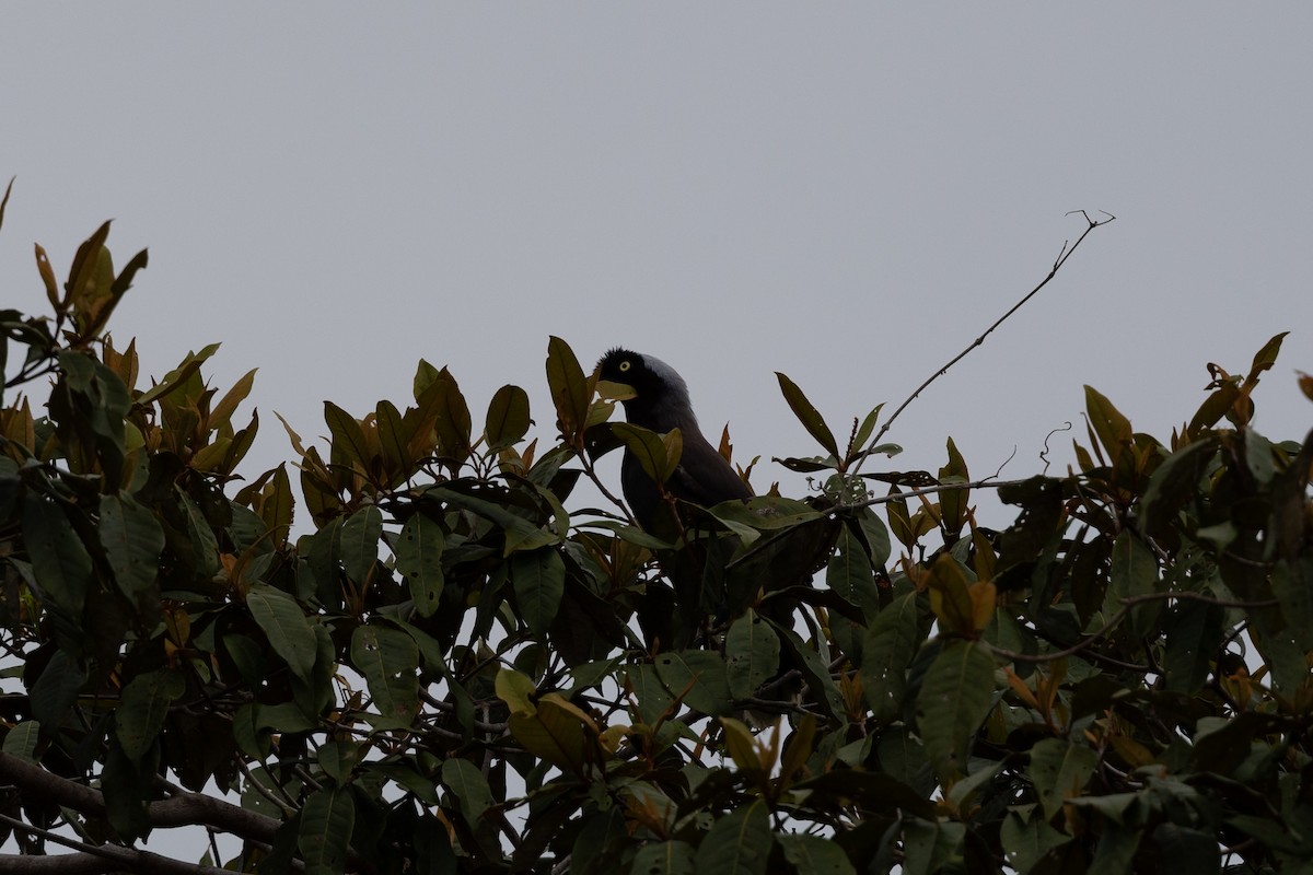 Azure-naped Jay (Azure-naped) - ML637644959