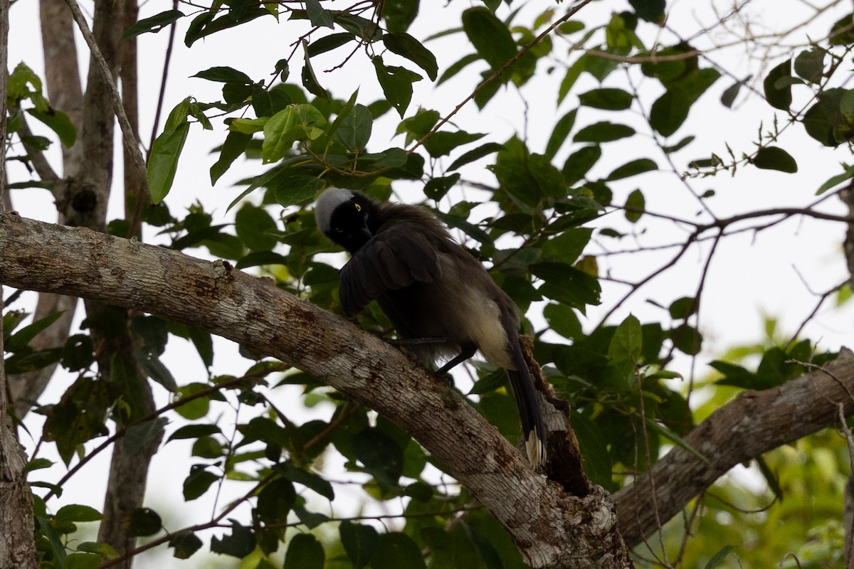 Azure-naped Jay (Azure-naped) - ML637644960