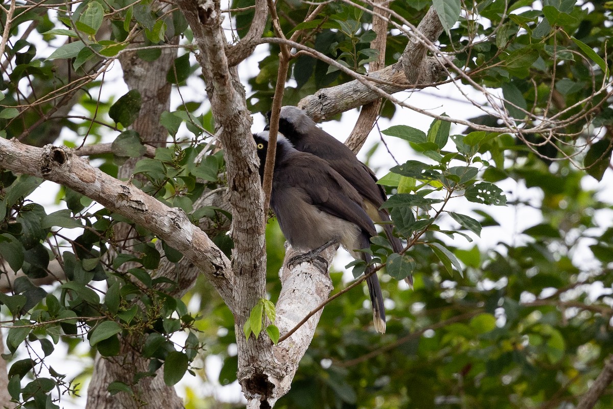 Azure-naped Jay (Azure-naped) - ML637644961