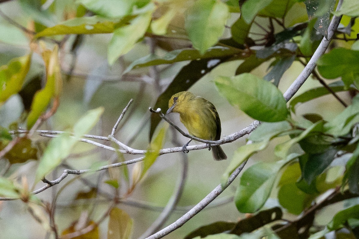 Ochre-lored Flatbill - ML637644962