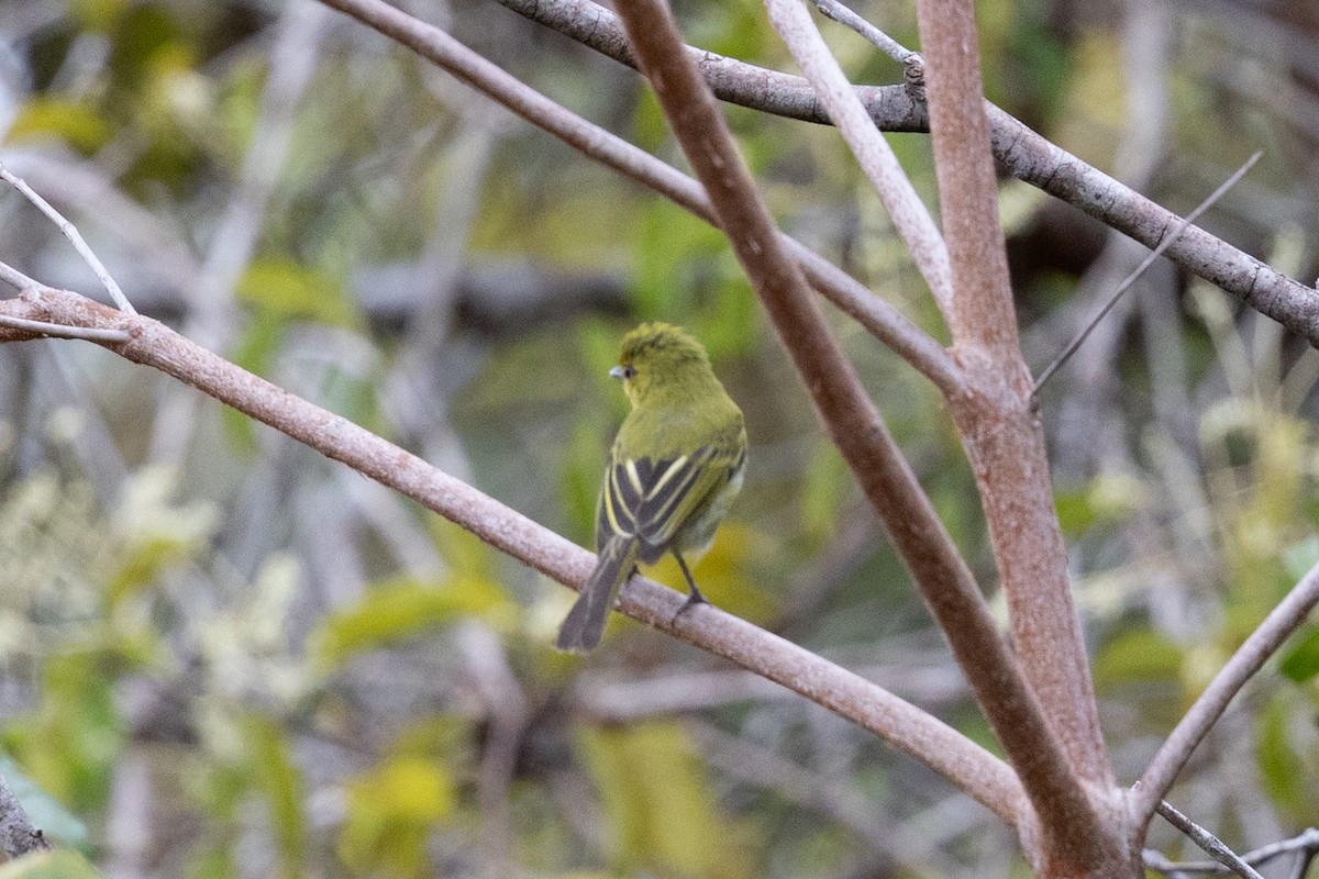 Ochre-lored Flatbill - ML637644965