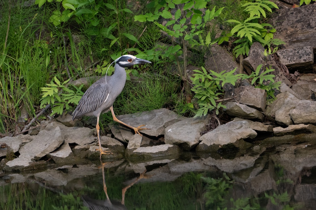 Yellow-crowned Night Heron - ML637644993