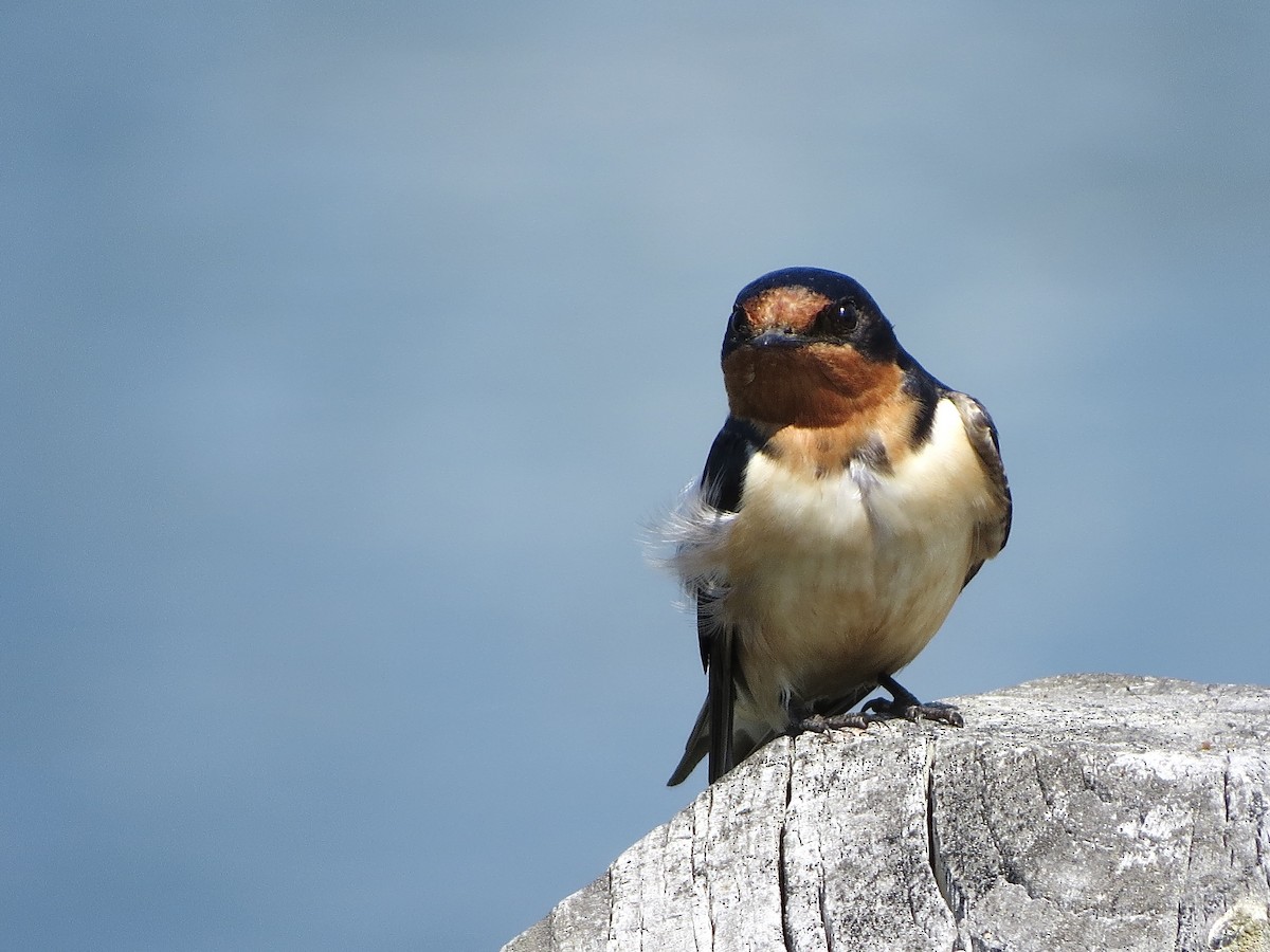 vlaštovka obecná - ML637645003