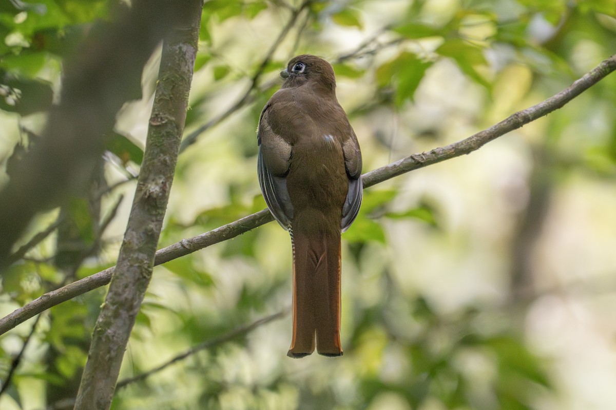 Atlantic Black-throated Trogon - ML637645005