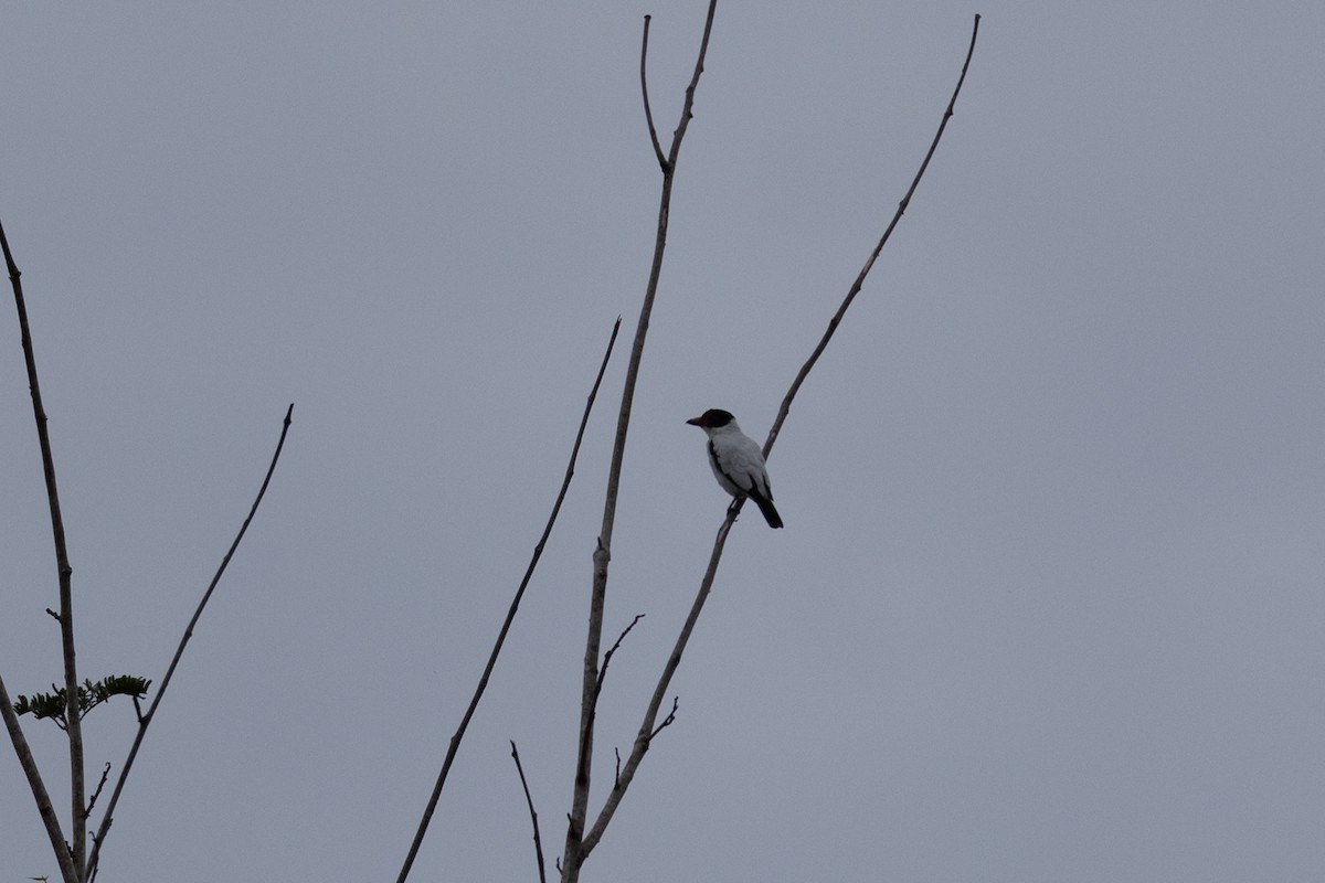 Black-tailed Tityra (Western) - ML637645006
