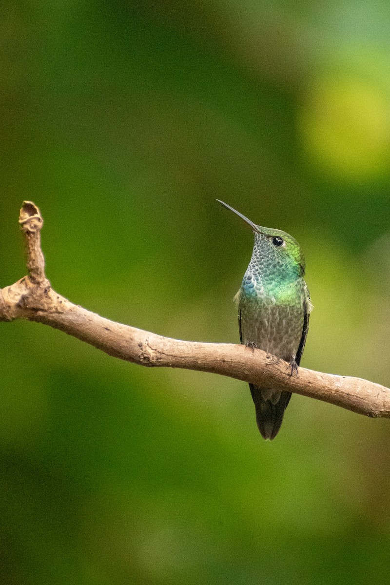 Versicolored Emerald - ML637645052