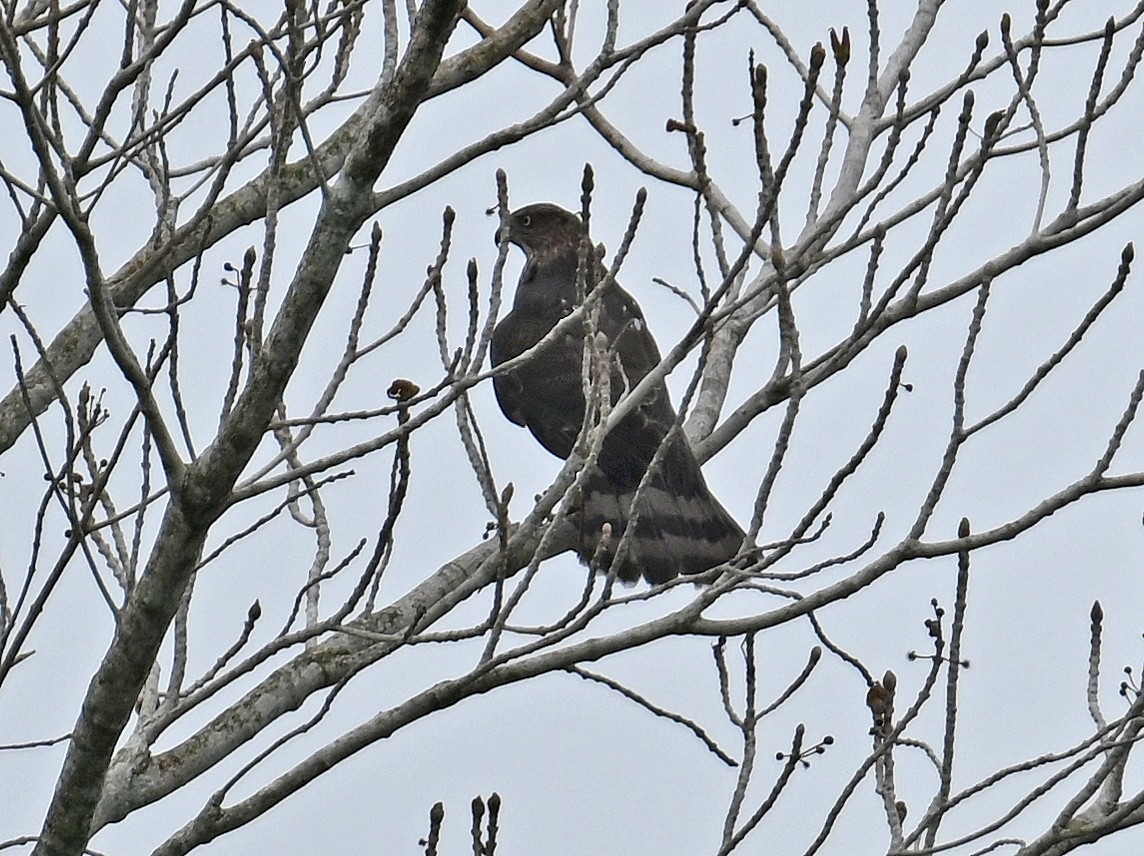 Gundlach's Hawk - ML637645177