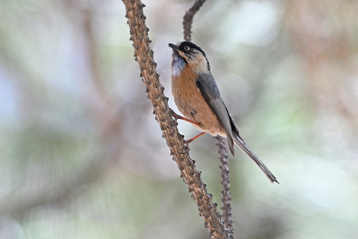 ヤマガラモドキ（iouschistos） - ML637645189