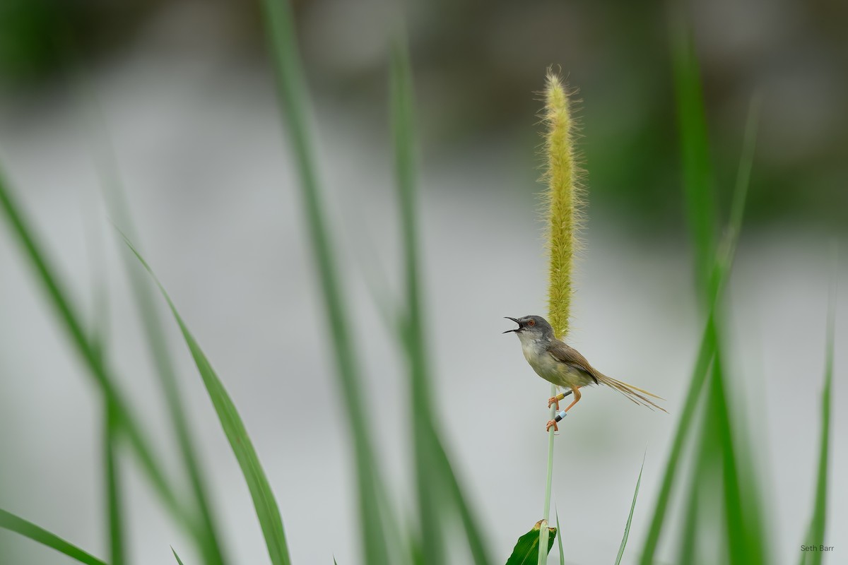 Yellow-bellied Prinia (Chinese) - Seth Barr