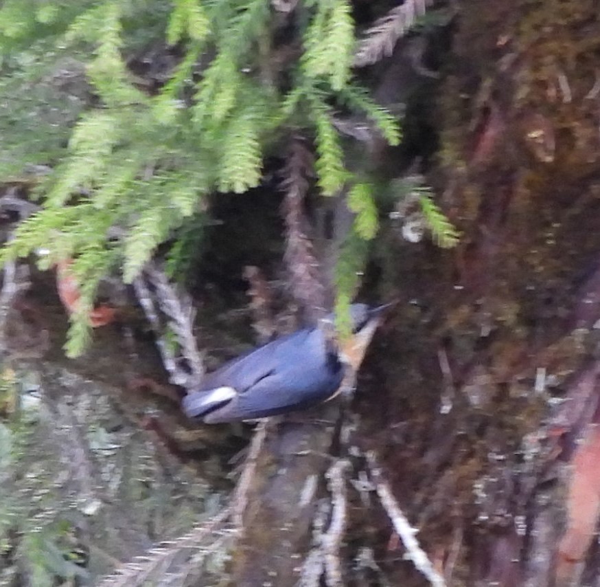 White-tailed Nuthatch - ML637645242