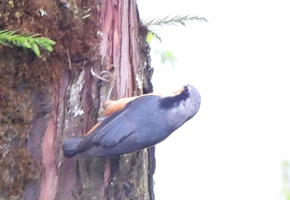 White-tailed Nuthatch - ML637645243