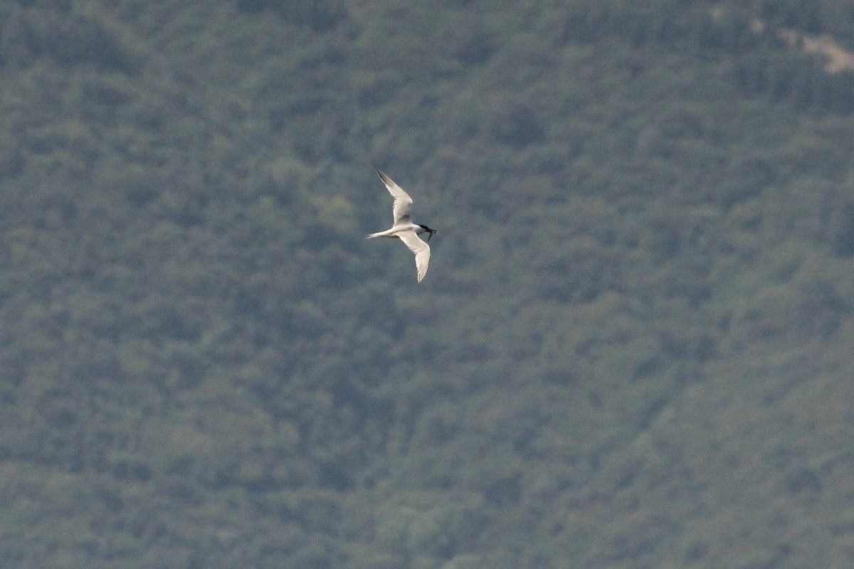 Sandwich Tern (Eurasian) - ML637645245