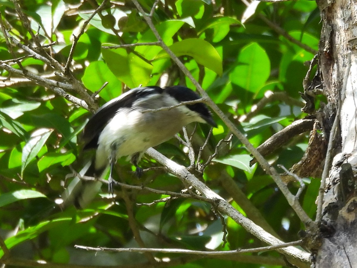 Bar-winged Flycatcher-shrike - ML637645267