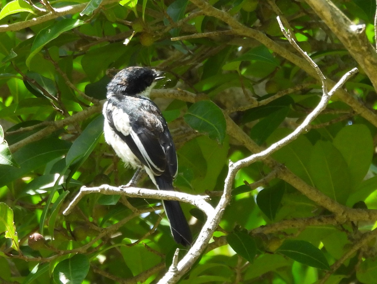 Bar-winged Flycatcher-shrike - ML637645270