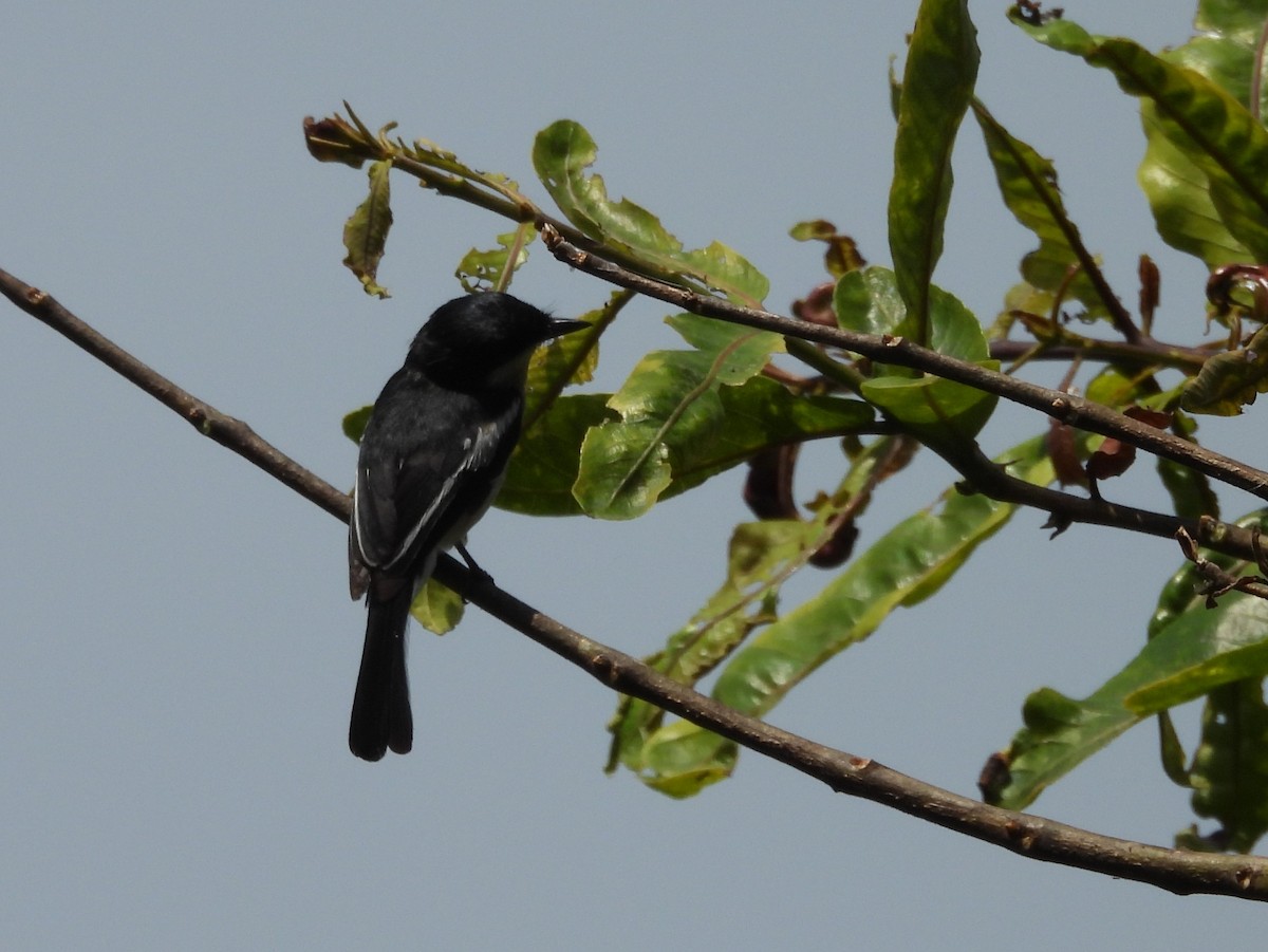Bar-winged Flycatcher-shrike - ML637645271