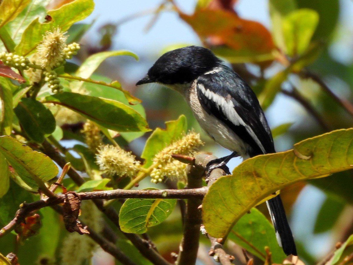 Bar-winged Flycatcher-shrike - ML637645272