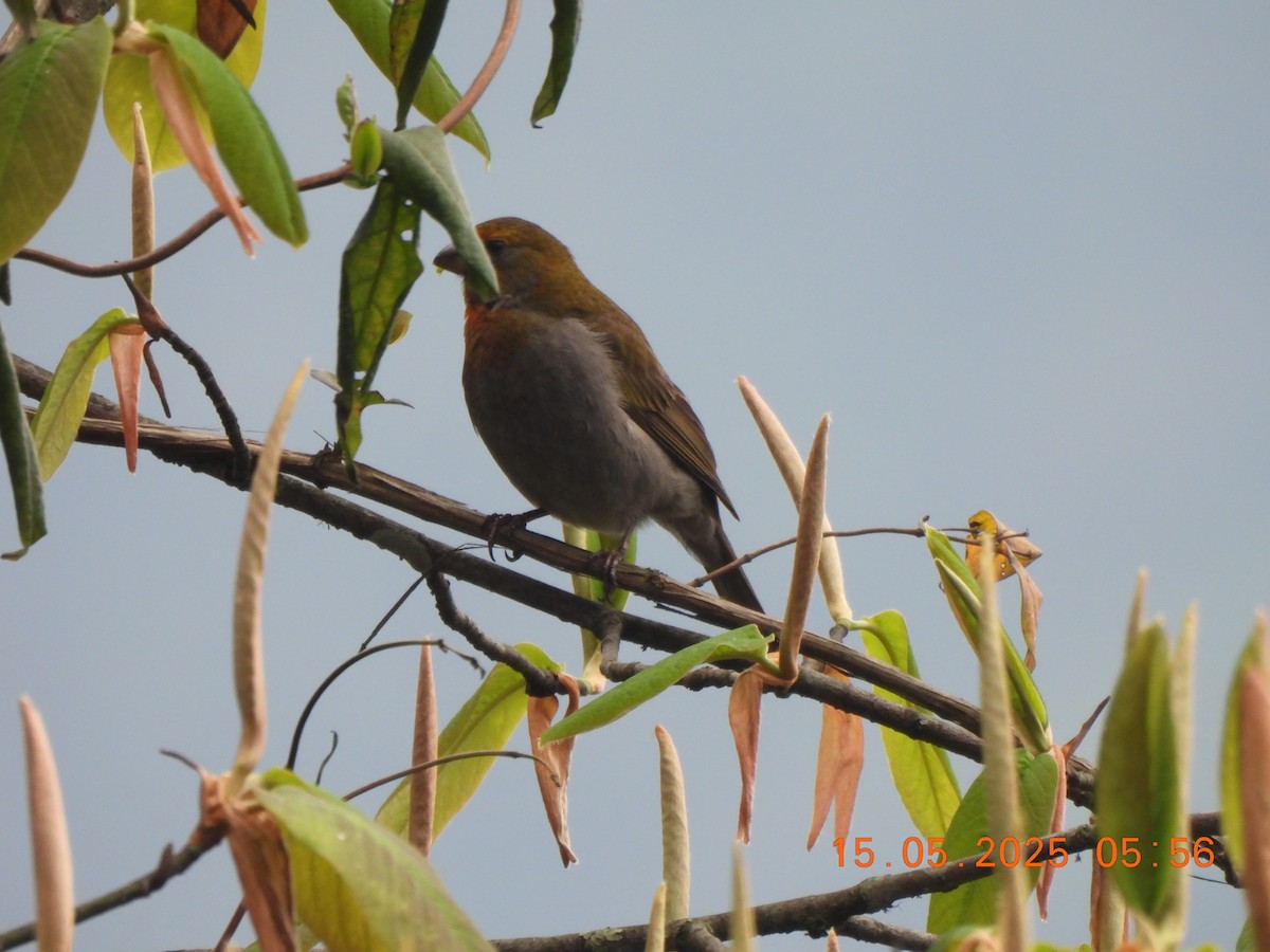 Crimson-browed Finch - ML637645286