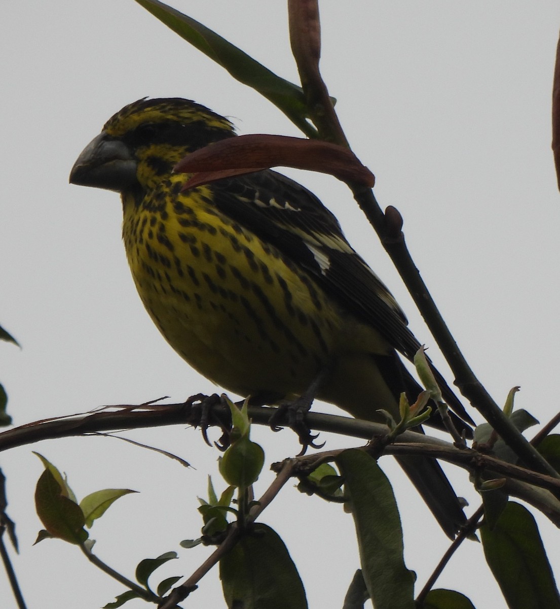 Spot-winged Grosbeak - ML637645296