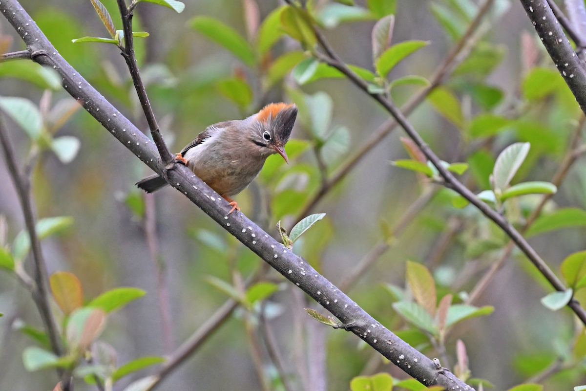 Rufous-vented Yuhina - ML637645354