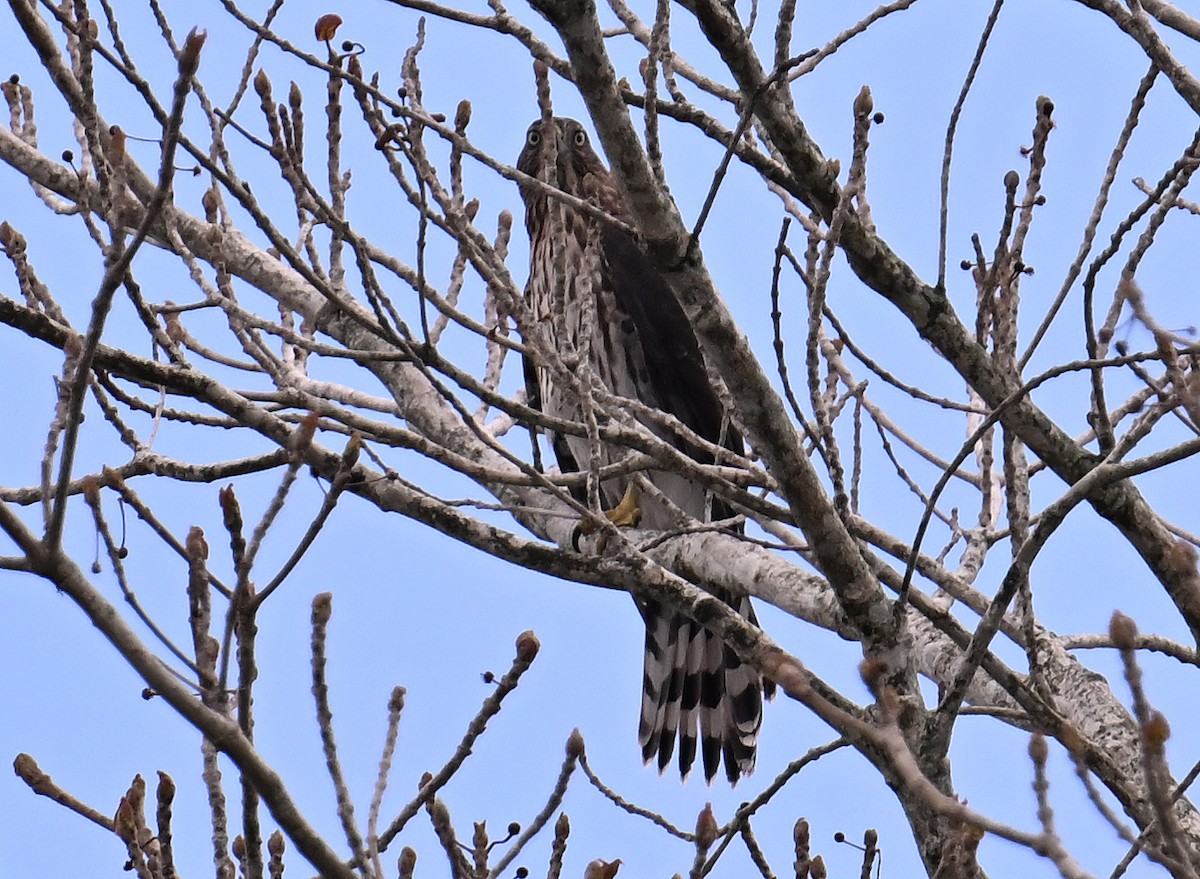 Gundlach's Hawk - ML637645372